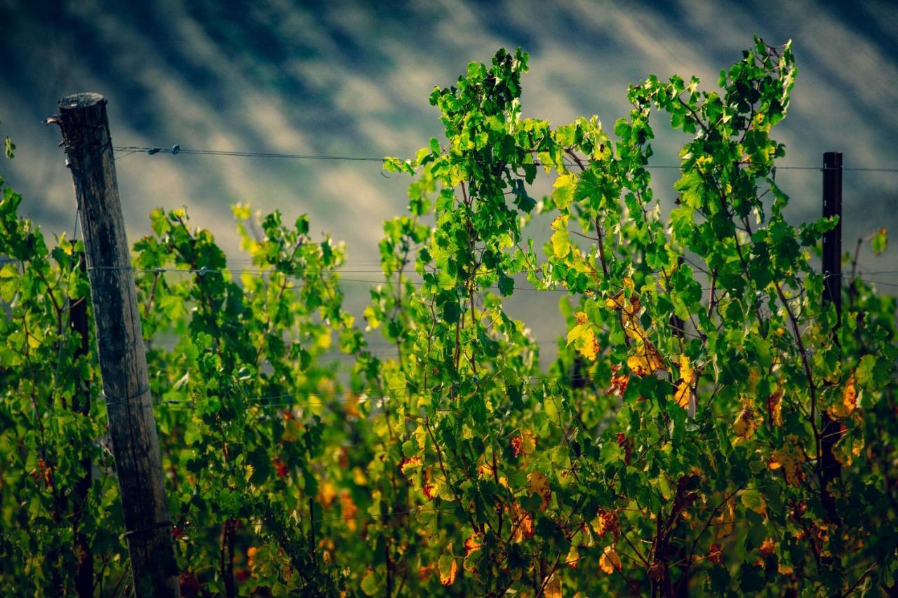 Filodivino Wine Resort & Spa San Marcello  Εξωτερικό φωτογραφία